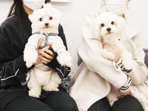 モデル犬の新しい家族が決まりました！PART④